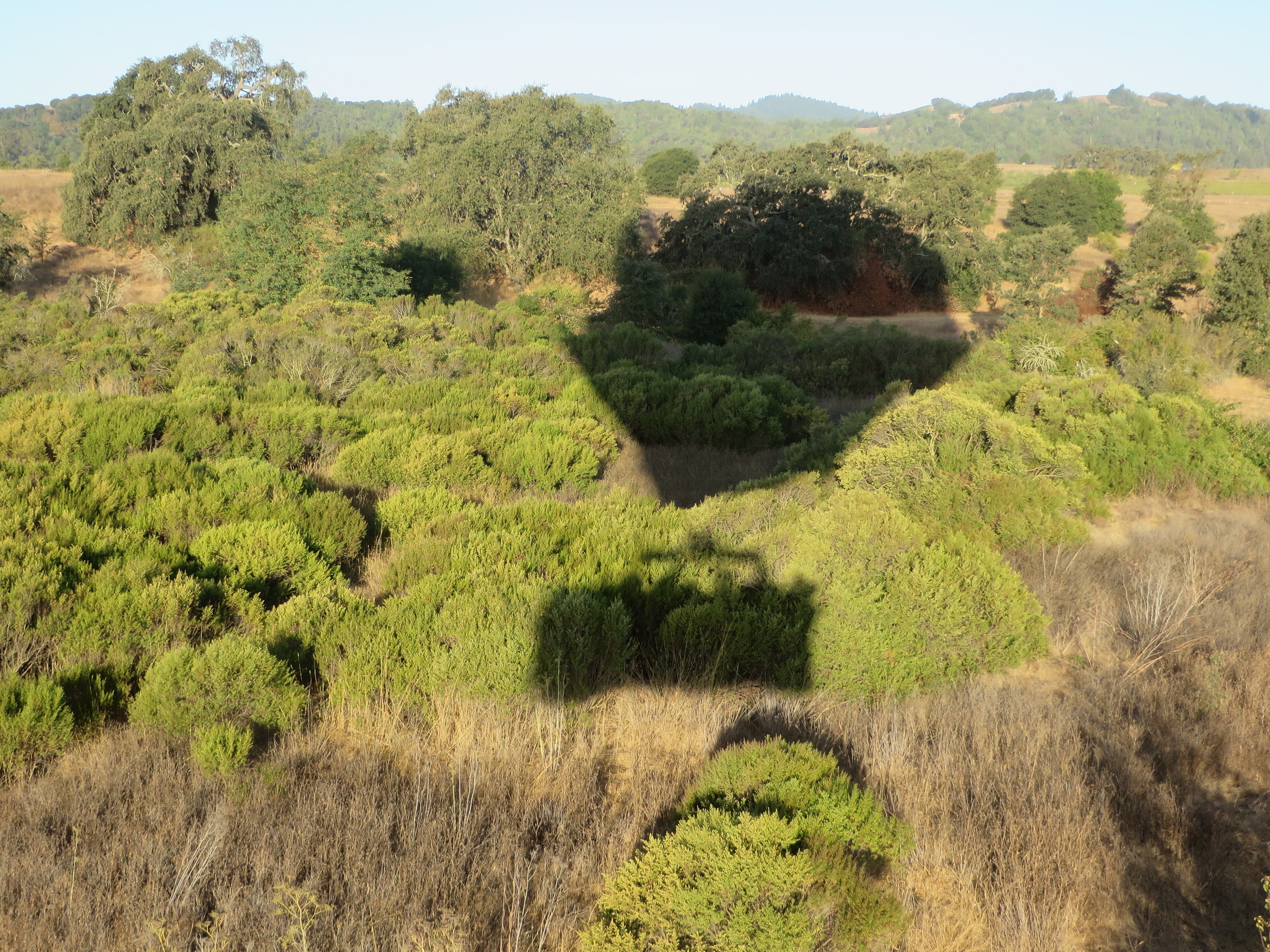 Descent of Hot Air Balloon Over Napa