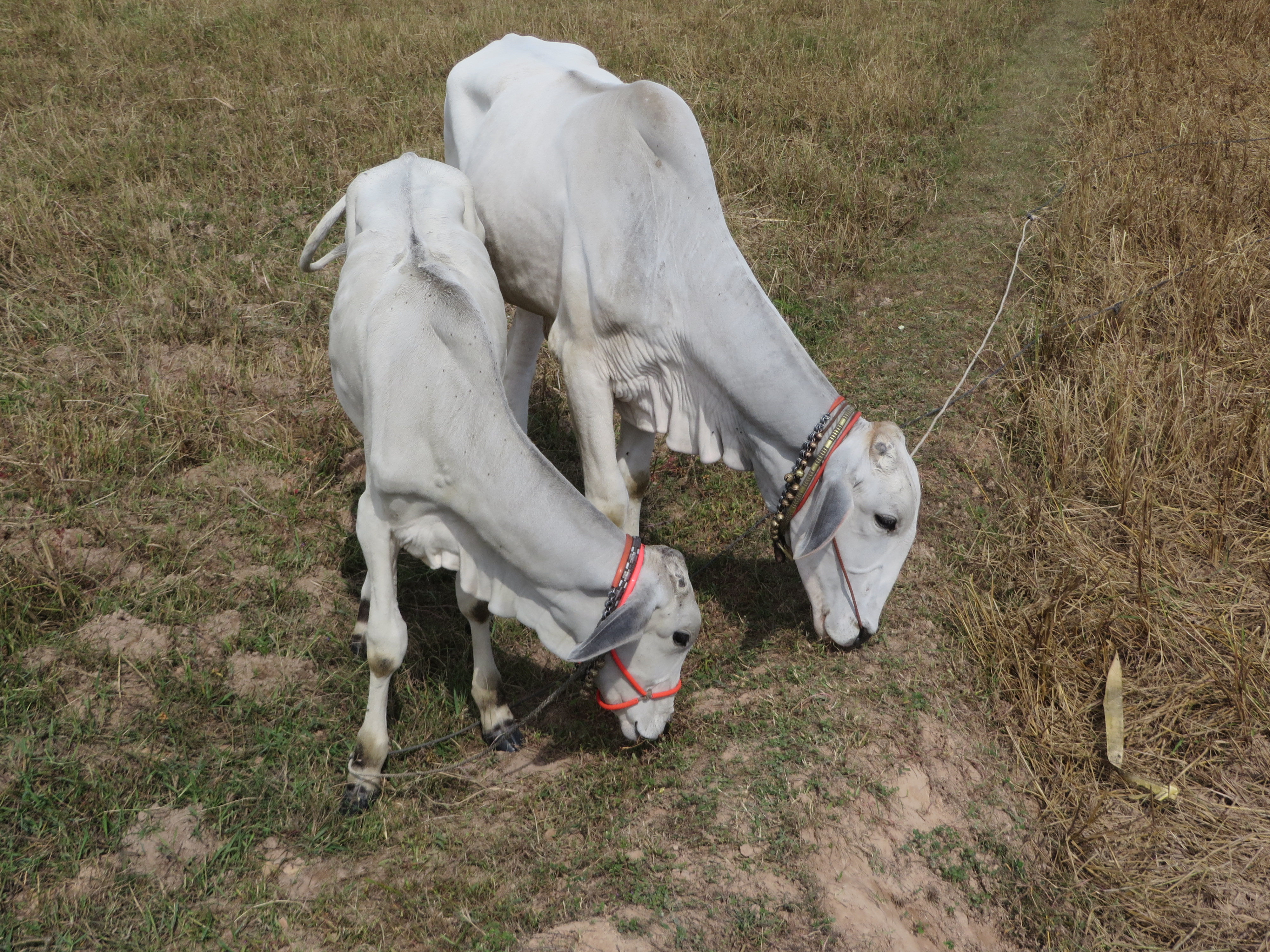 Grazing Together in Cambodian Rice Field