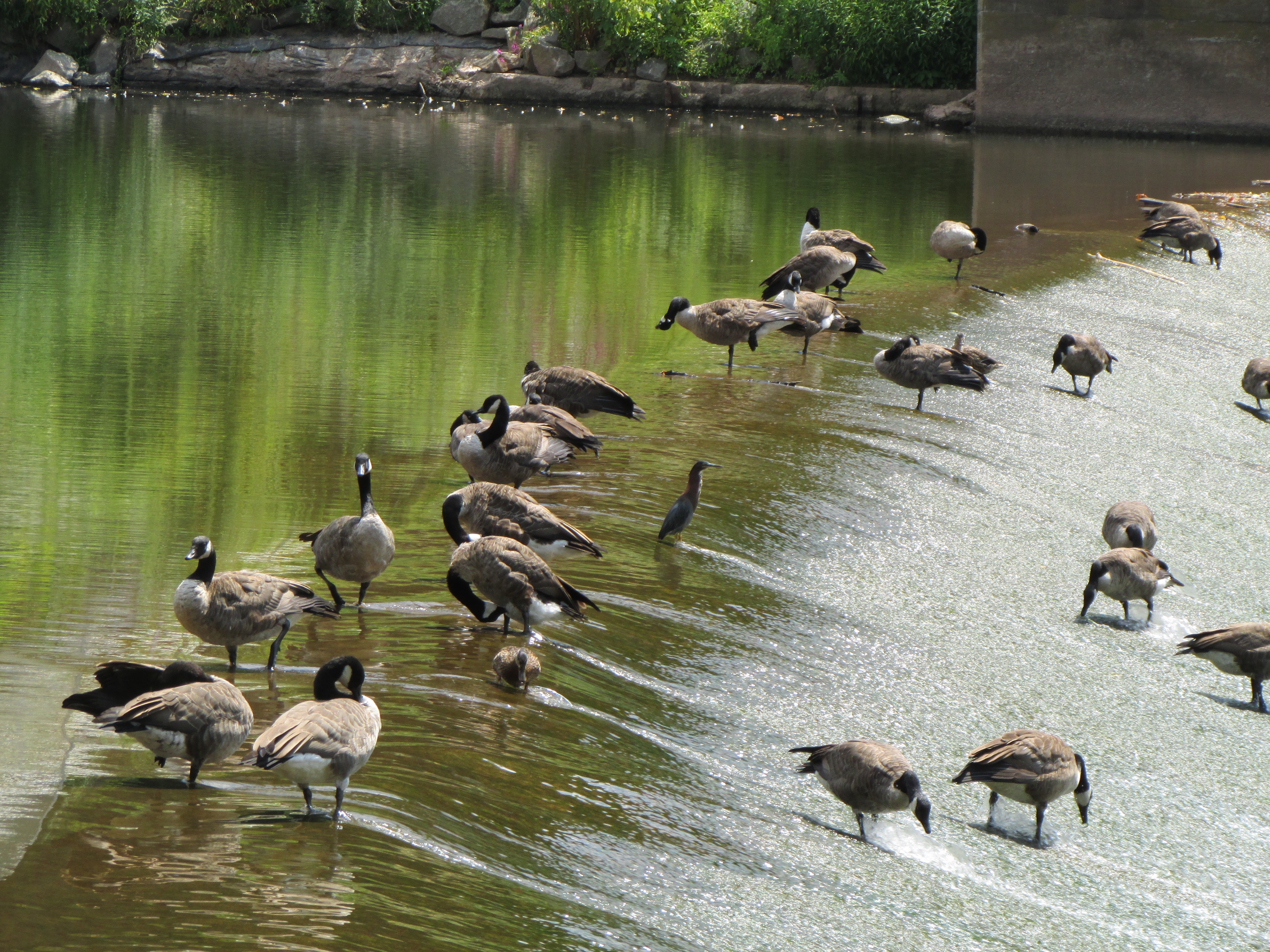 Geese in Pennsylvania