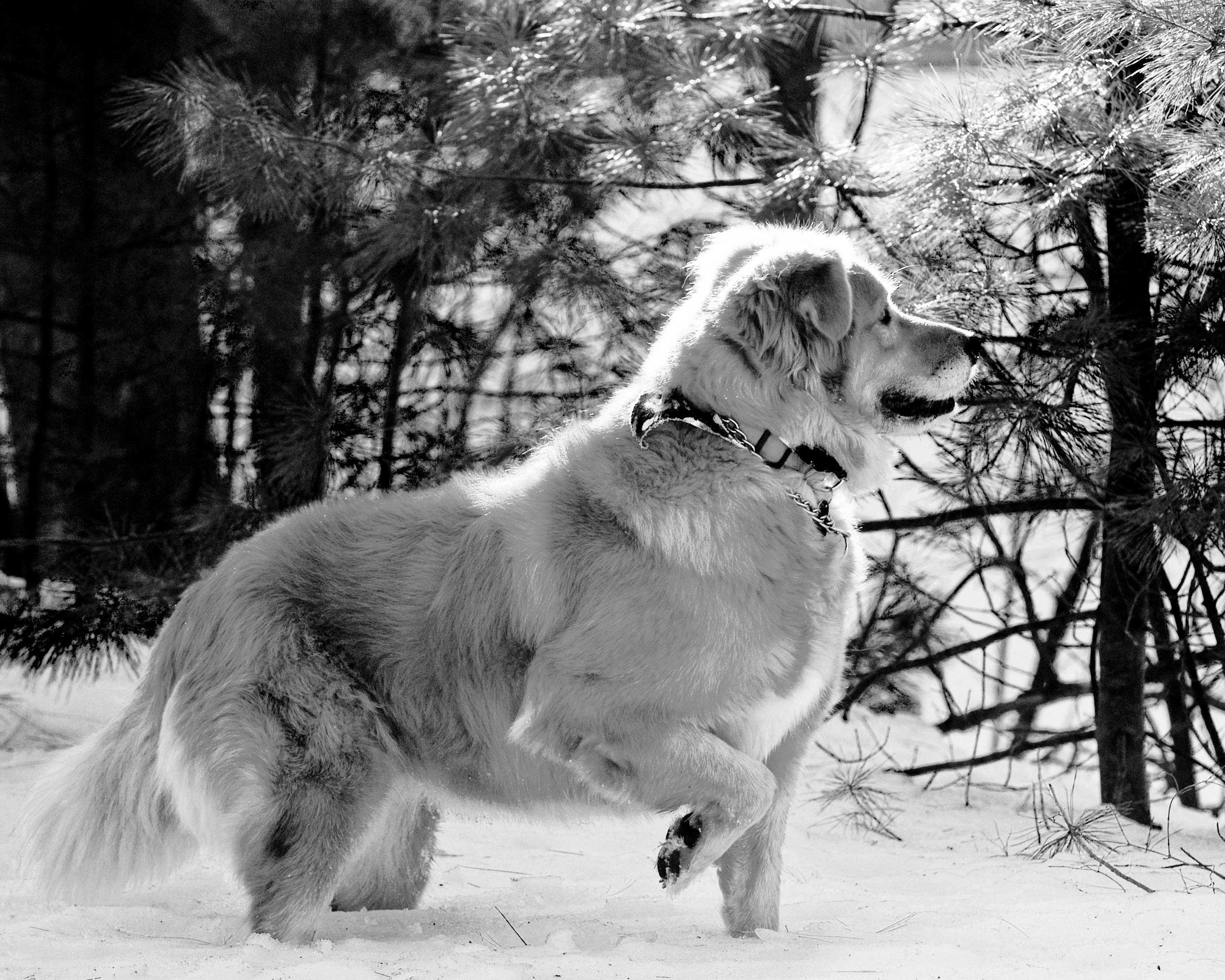 Ginger  - the Best Dog in the World