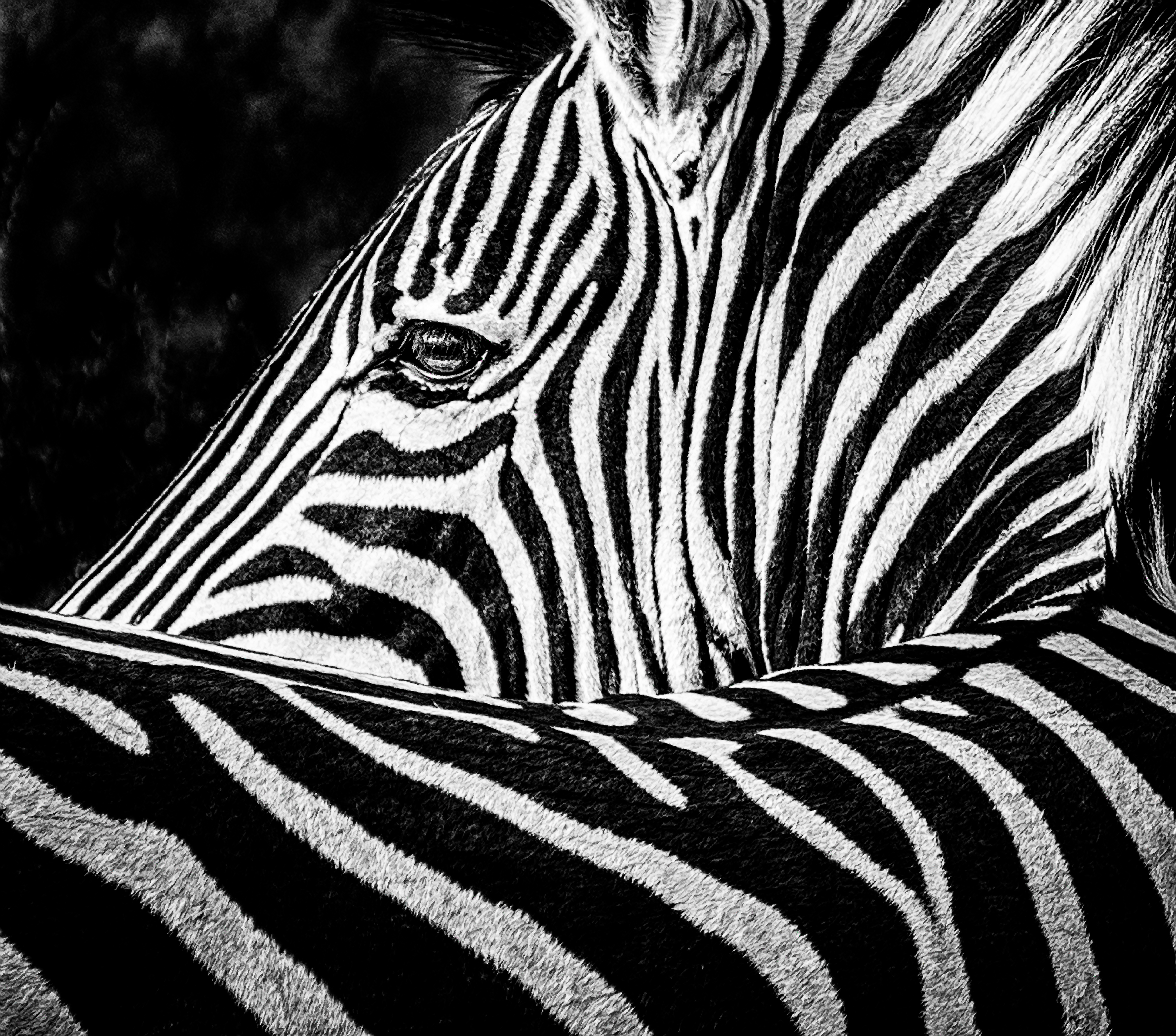 Wildlife - Stripes