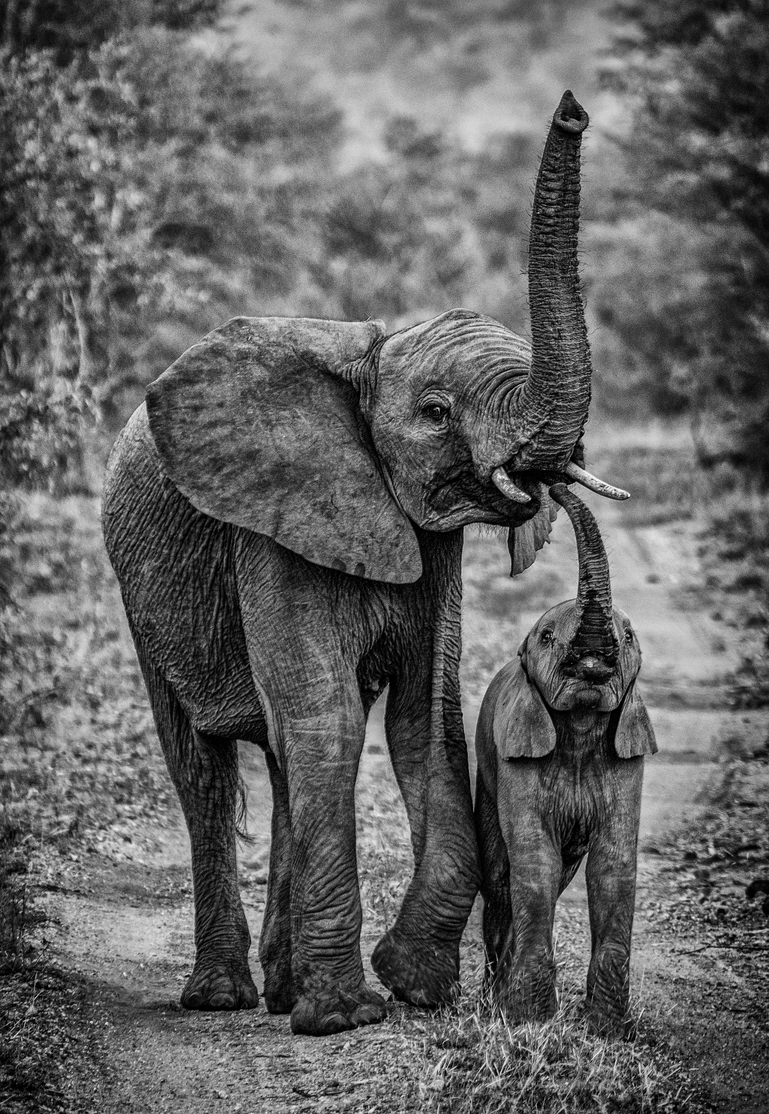 Wildlife - Sisters