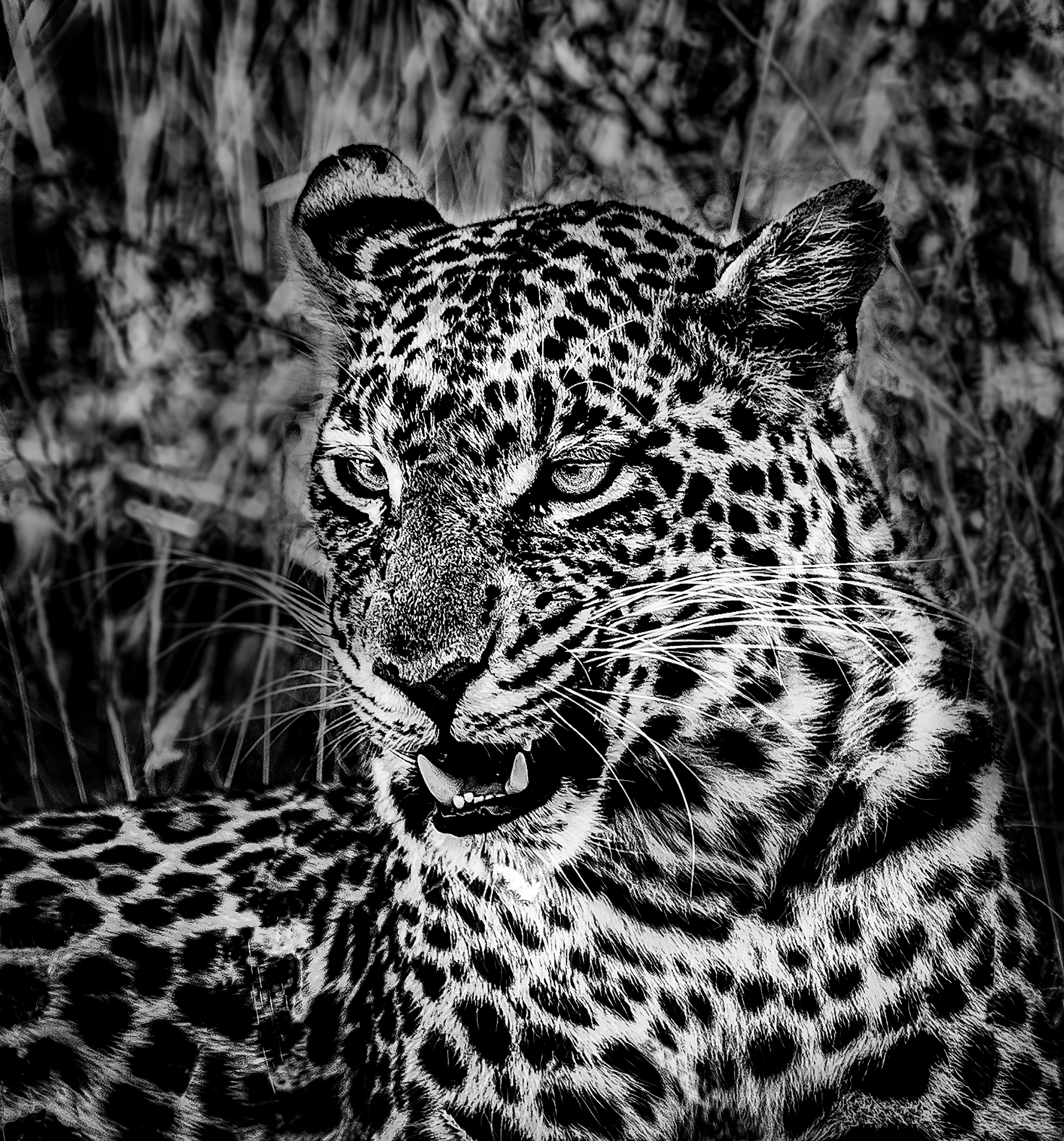 Wildlife - Spots