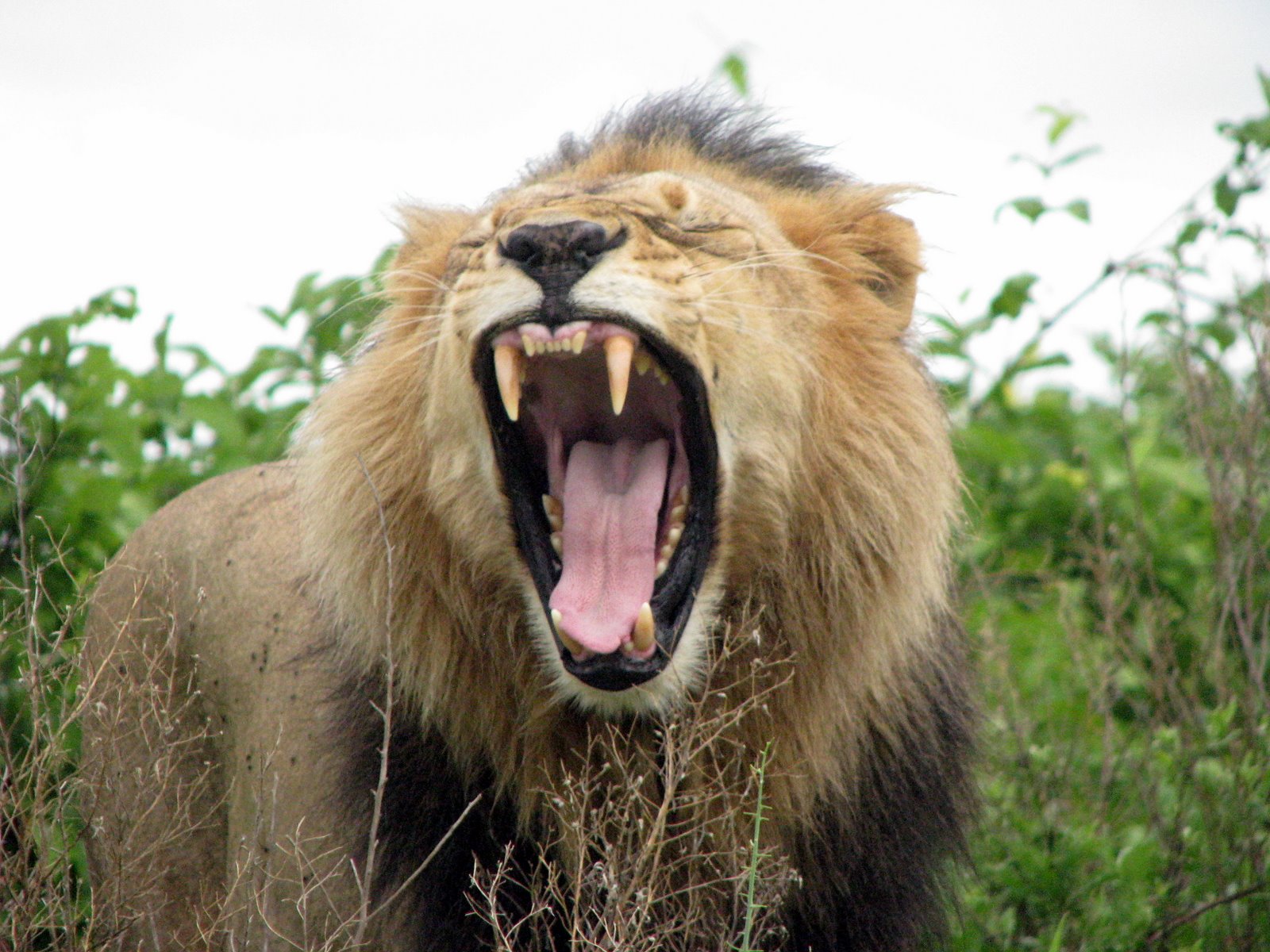 Sleepy Lion - Okavanga Delta Botswana 2008