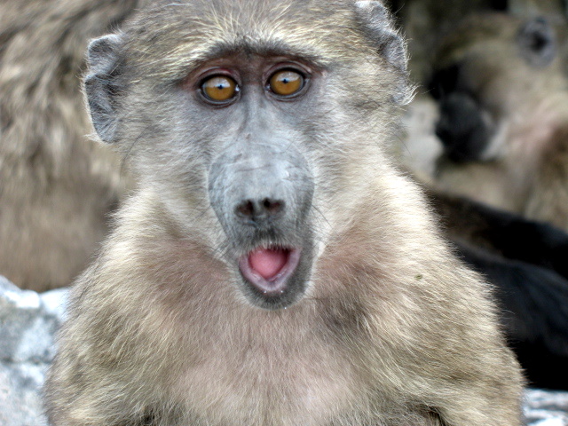 Baboon Walk - Near Capetown South Africa 2008