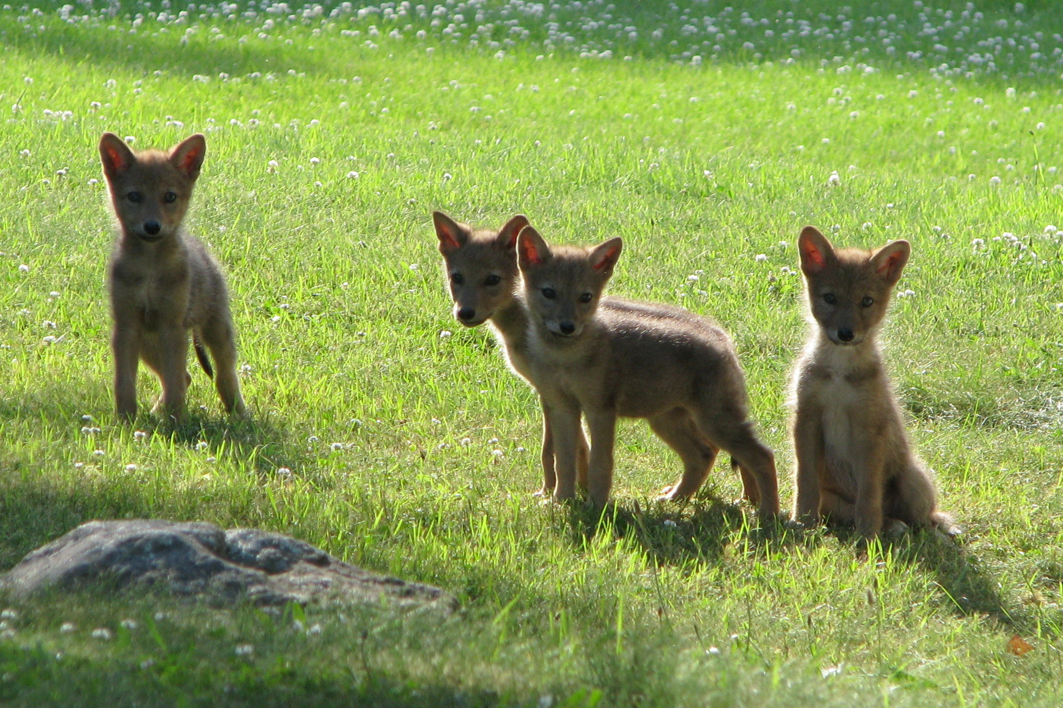 Coyote Pups In Our Back Yard - Bay of Quinte Ontario 2012