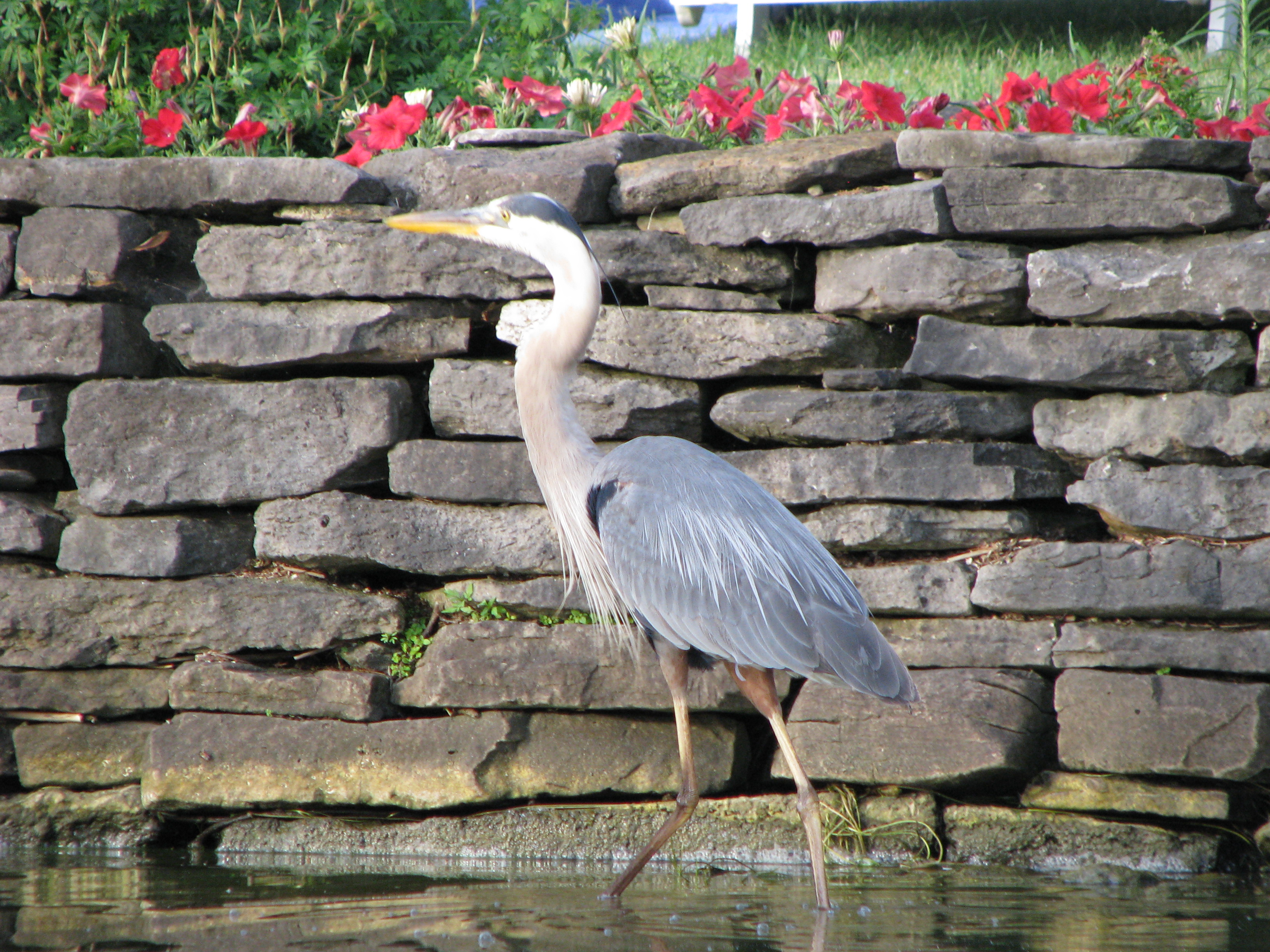 Heron At Our Break Wall - Bay of Quinte Ontario 2013