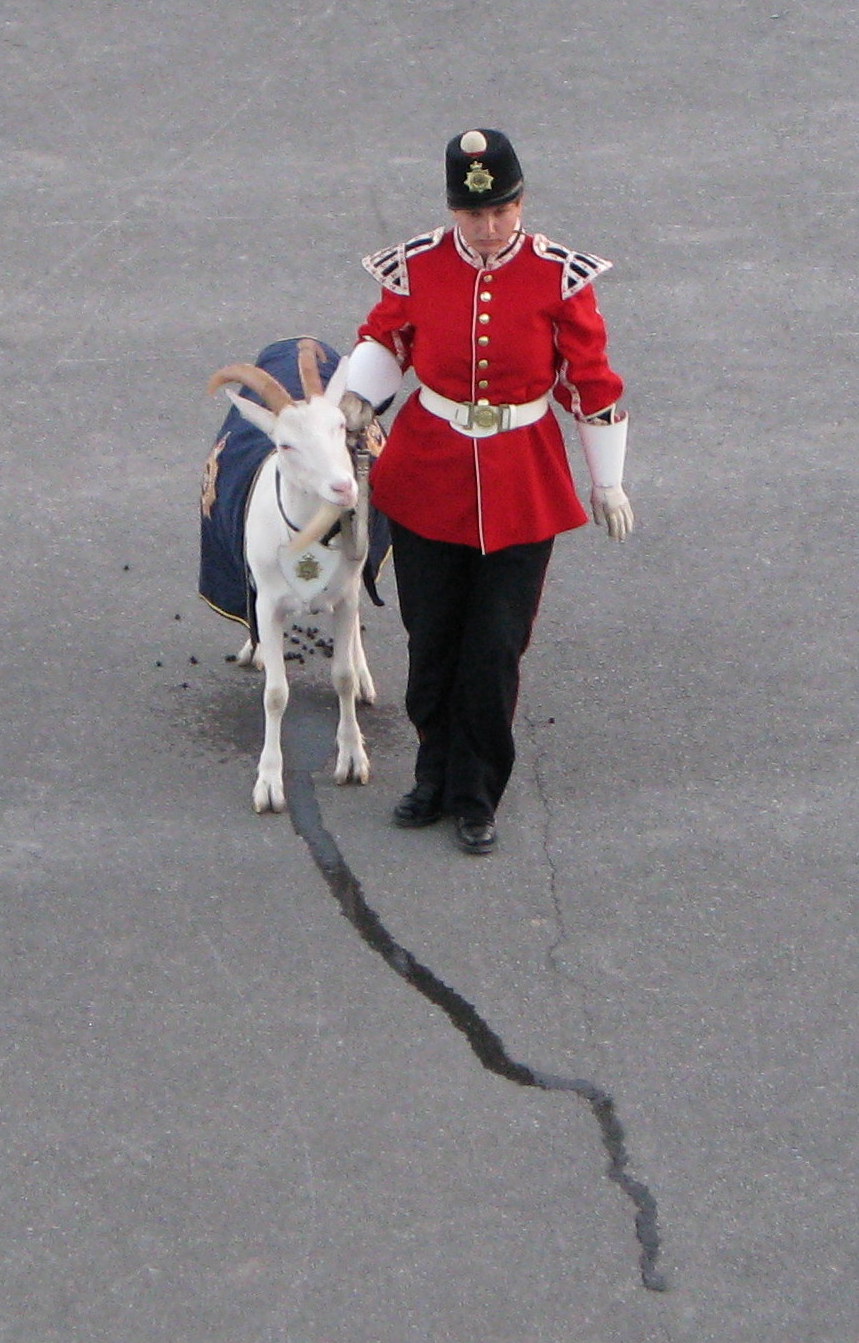 Ceremonial Goat - Fort Henry - Kingston Ontario