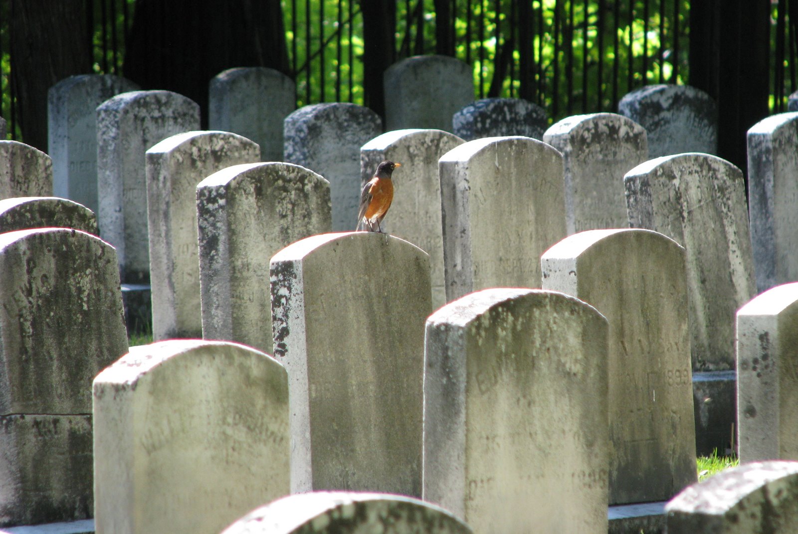 Civil War RIP - Mt. Hope Cemetary -  Rochester NY