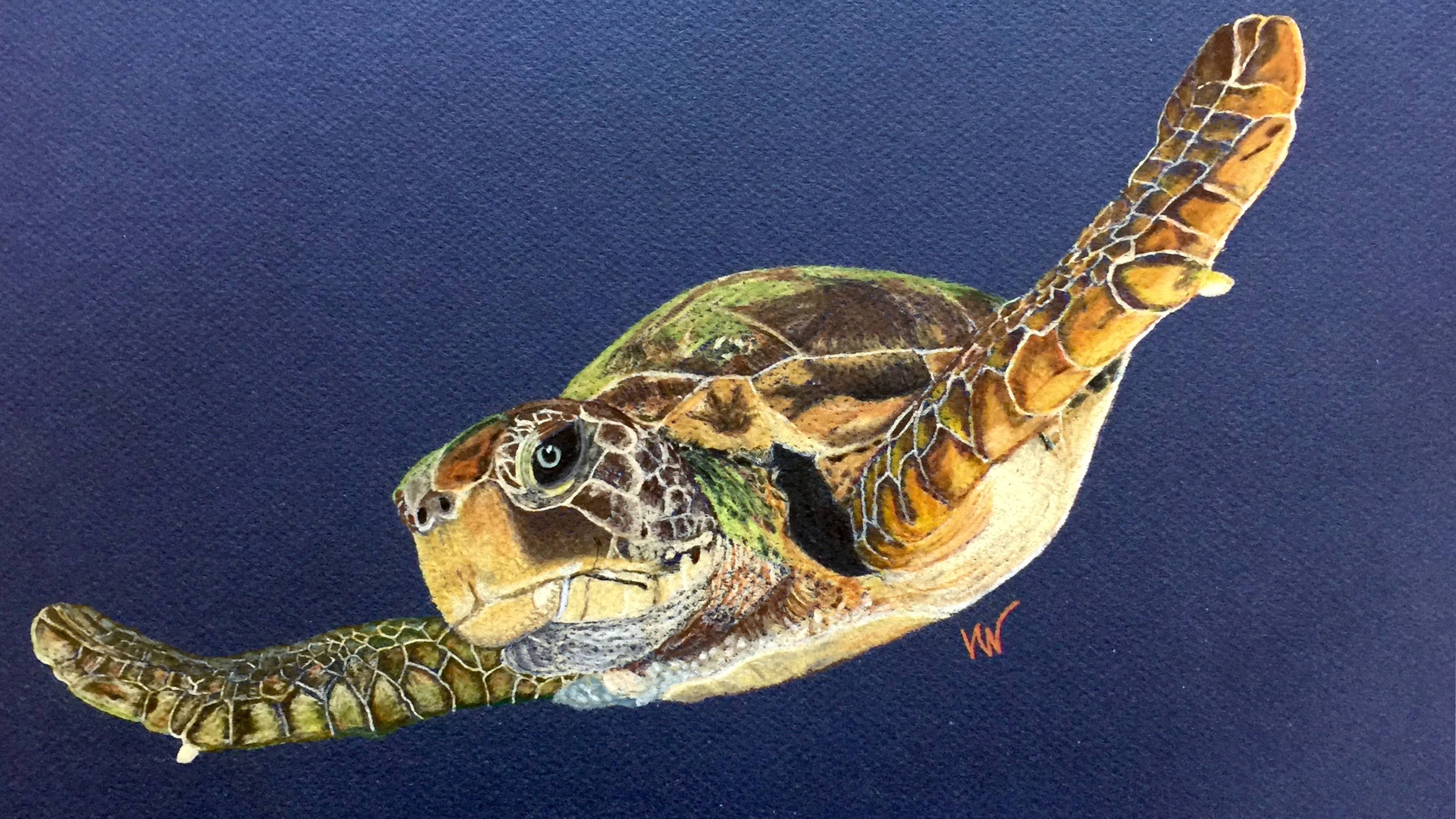 Sea Turtle #1