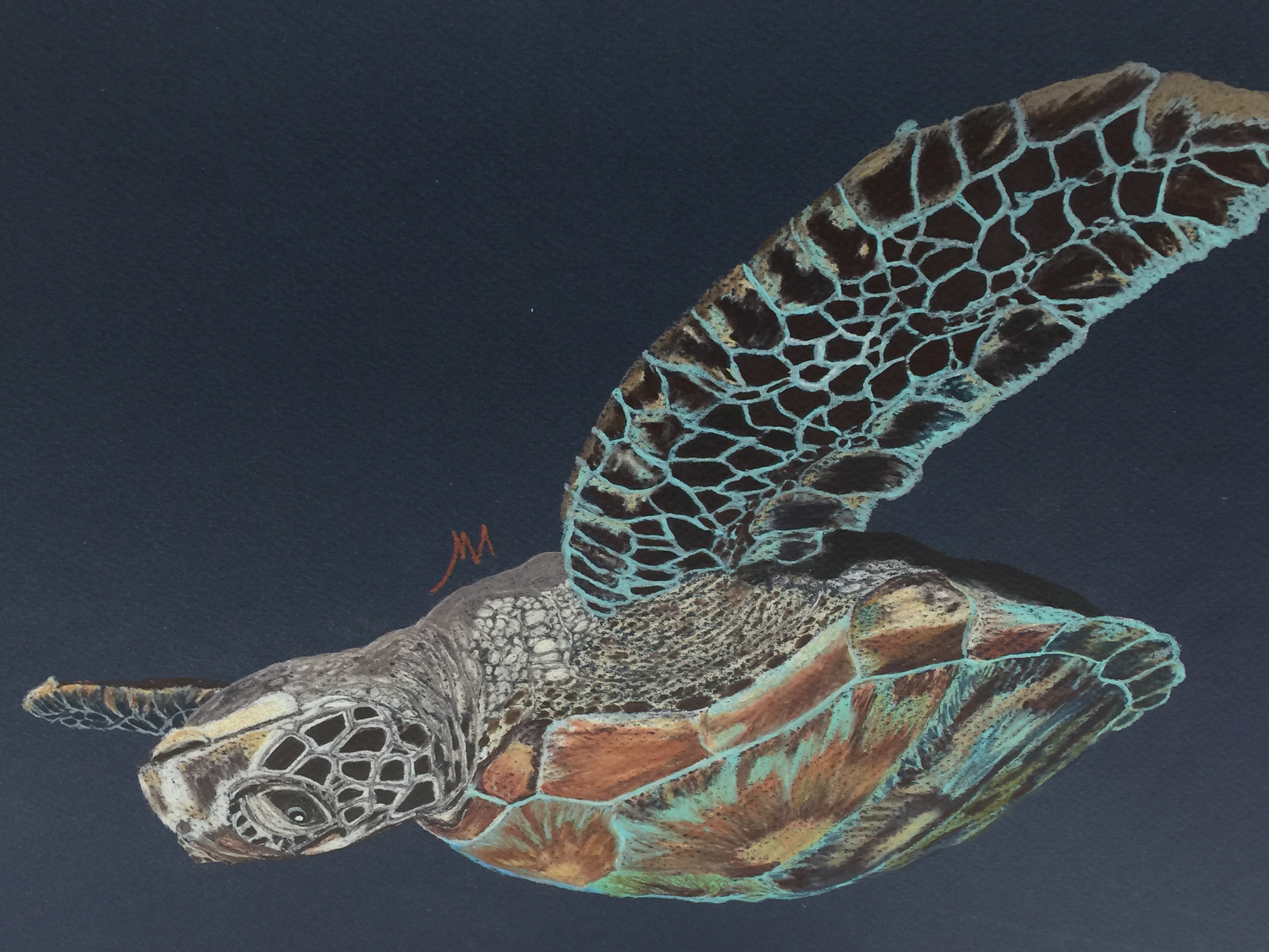 Sea Turtle #2